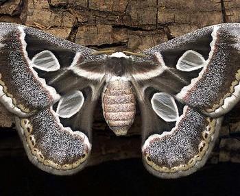 Rothschildia cincta