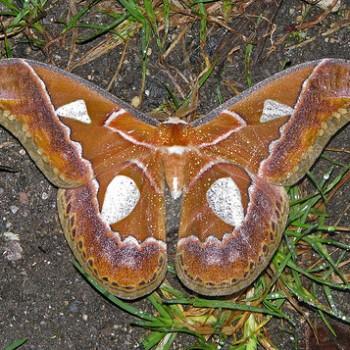 Rothschildia aricia