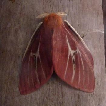 Cerodirphia candida