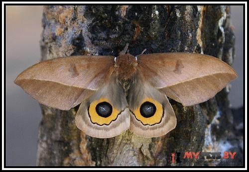 Automeris orestes