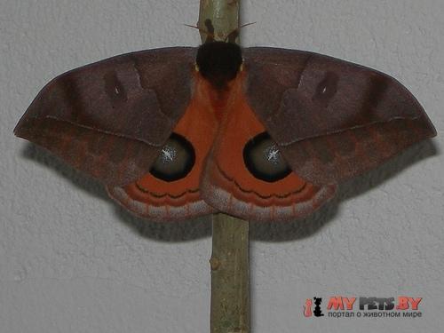 Automeris amoena