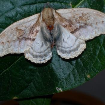 Molippa sabina