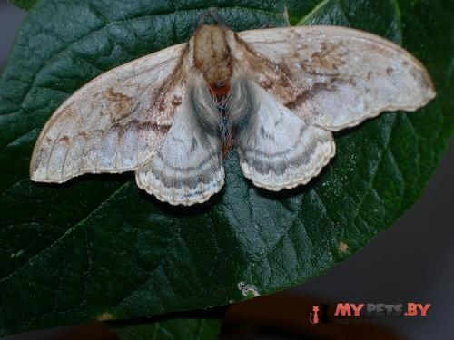 Molippa sabina