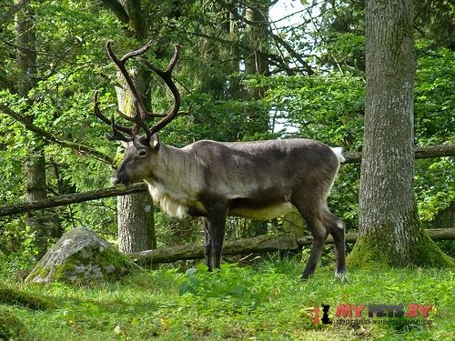 Rangifer tarandus