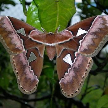 Rothschildia aurota