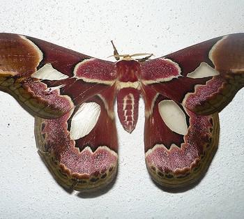 Rothschildia erycina