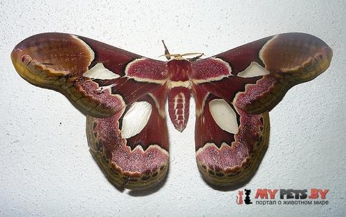 Rothschildia erycina