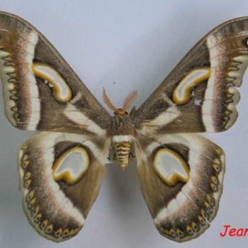 Epiphora rectifascia