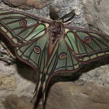 Actias isabellae