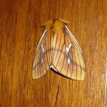 Cerodirphia nadiana
