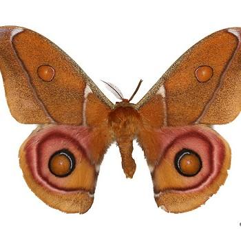 Antherina suraka
