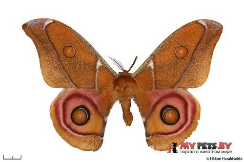 Antherina suraka