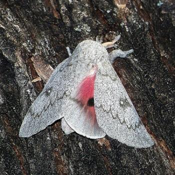 Syssphinx heiligbrodti