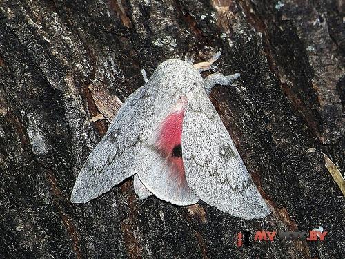 Syssphinx heiligbrodti