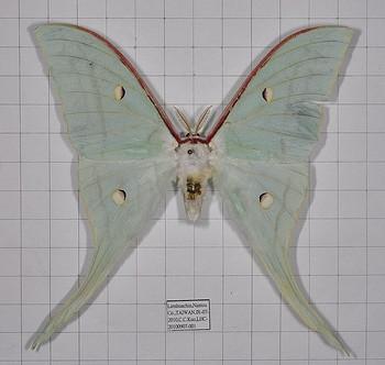 actias ningpoana