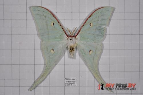 Actias ningpoana