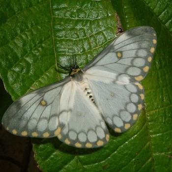 Pseudaphelia apollinaris