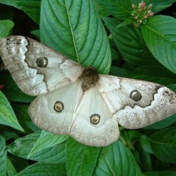 Usta angulata