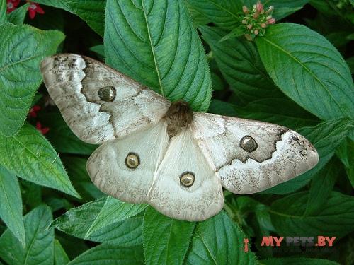 Usta angulata