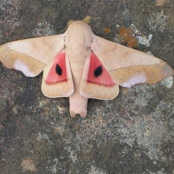 Syssphinx molina