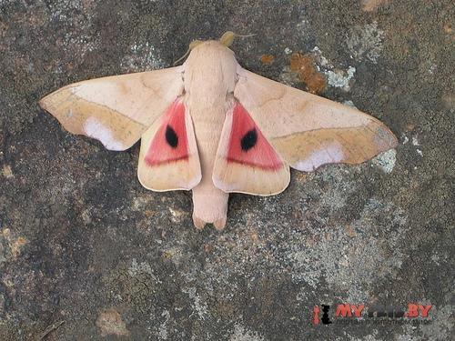Syssphinx molina