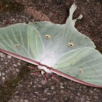 Actias gnoma