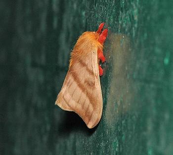 Hylesia dalina