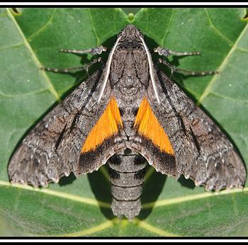 Isognathus scyron