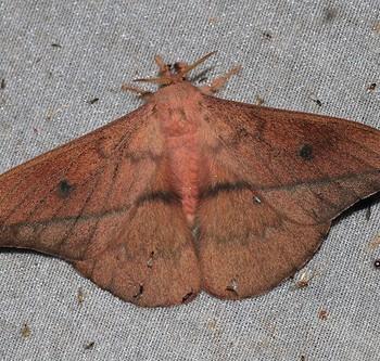 Cricula elaezia