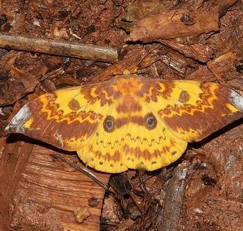 Lemaireia loepoides