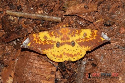 Lemaireia loepoides