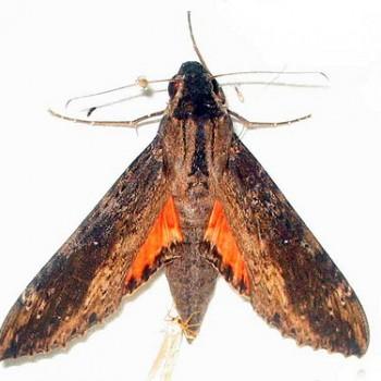 Erinnyis crameri