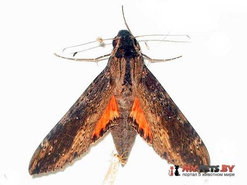 Erinnyis crameri
