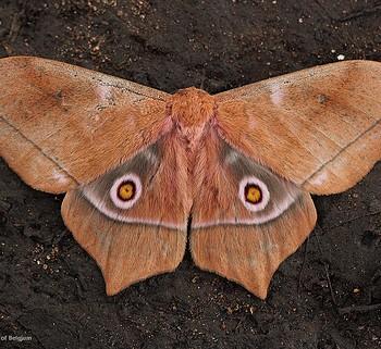 Imbrasia epimethea