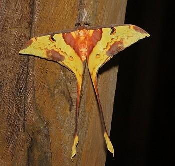 Actias maenas