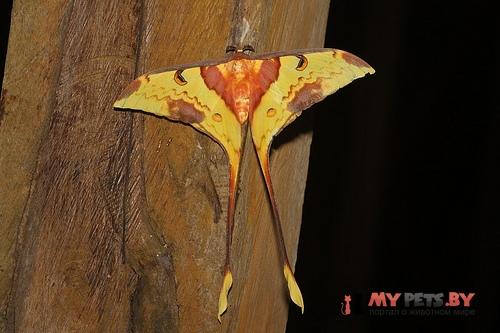 Actias maenas