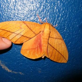 Syssphinx quadrilineata