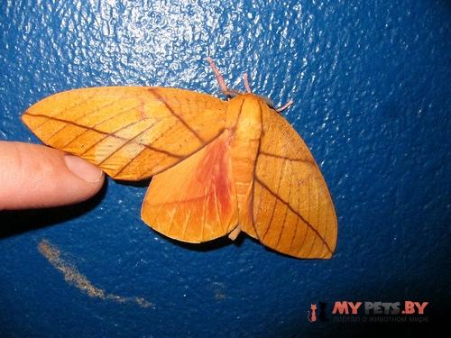 Syssphinx quadrilineata