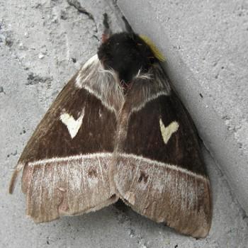 Dirphia crassifurca