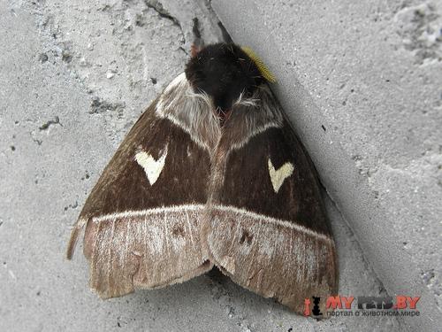 Dirphia crassifurca