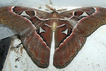 Attacus lorquinii