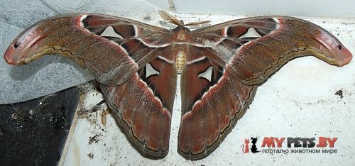 Attacus lorquinii