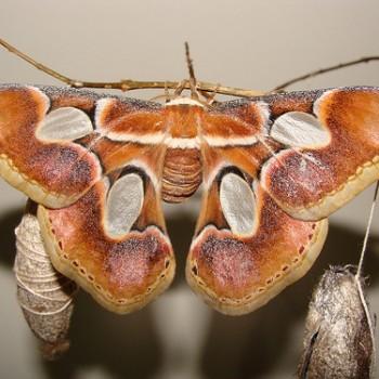 Rothschildia arethusa