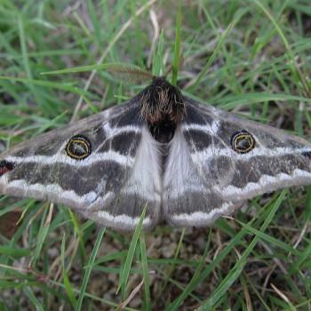 Agapema anona