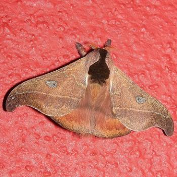 Hylesia nanus
