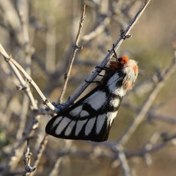 Hemileuca griffini