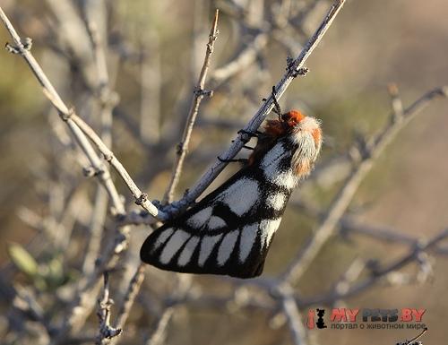 Hemileuca griffini