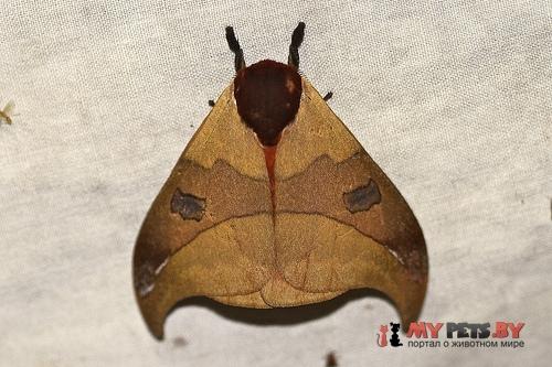 Automeris hamata