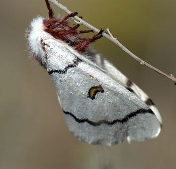 Hemileuca burnsi
