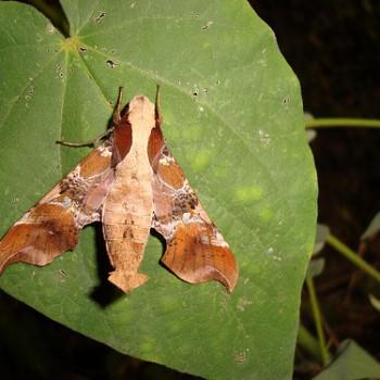 Callionima falcifera